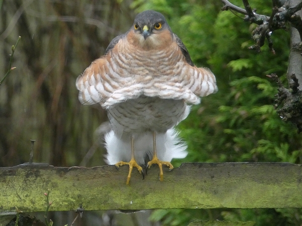 Sparrowhawk