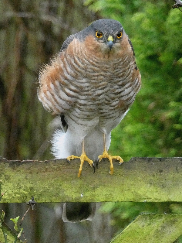 Sparrowhawk