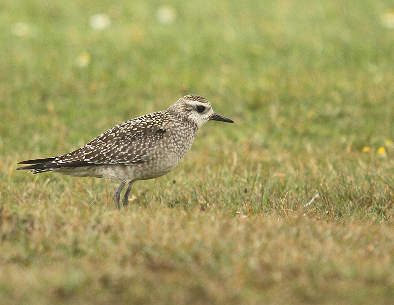 American Golden Plover