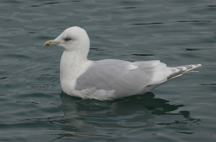 Kumlien's Gull