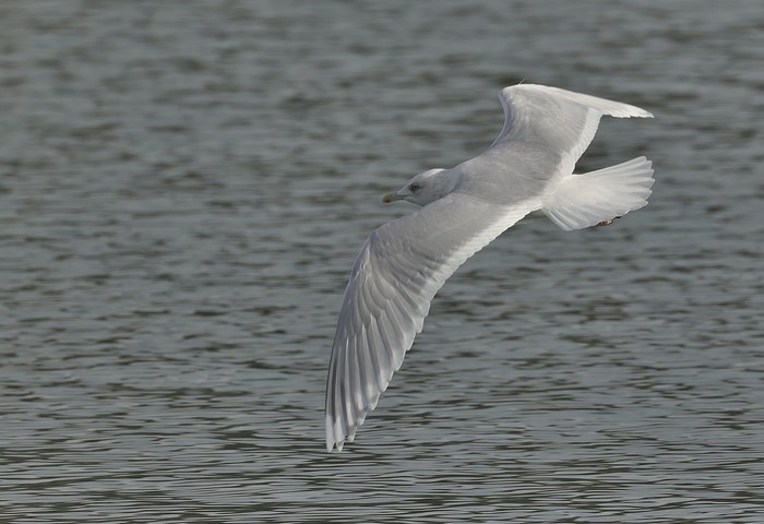 Kumlien's Gull
