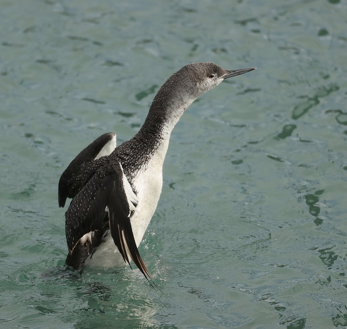 Red-throated Diver