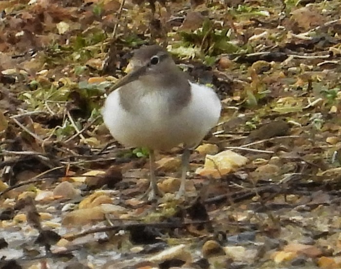 Common Sandpiper