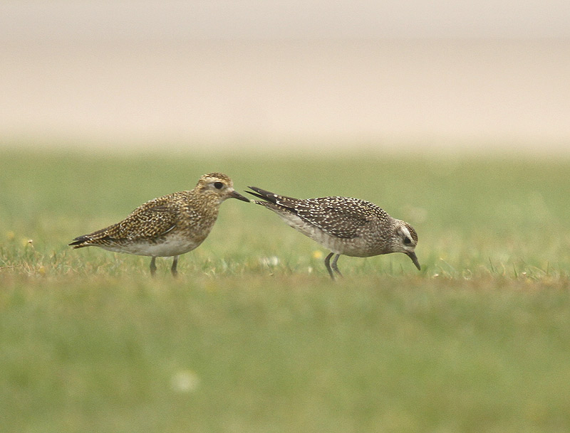 American Golden Plover