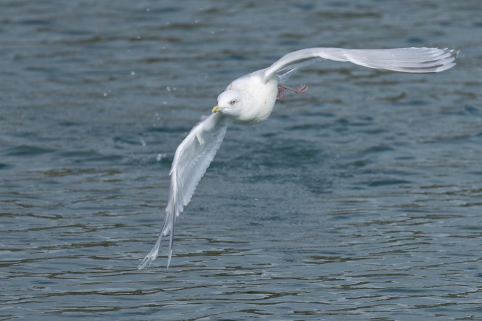 Kumlien's Gull