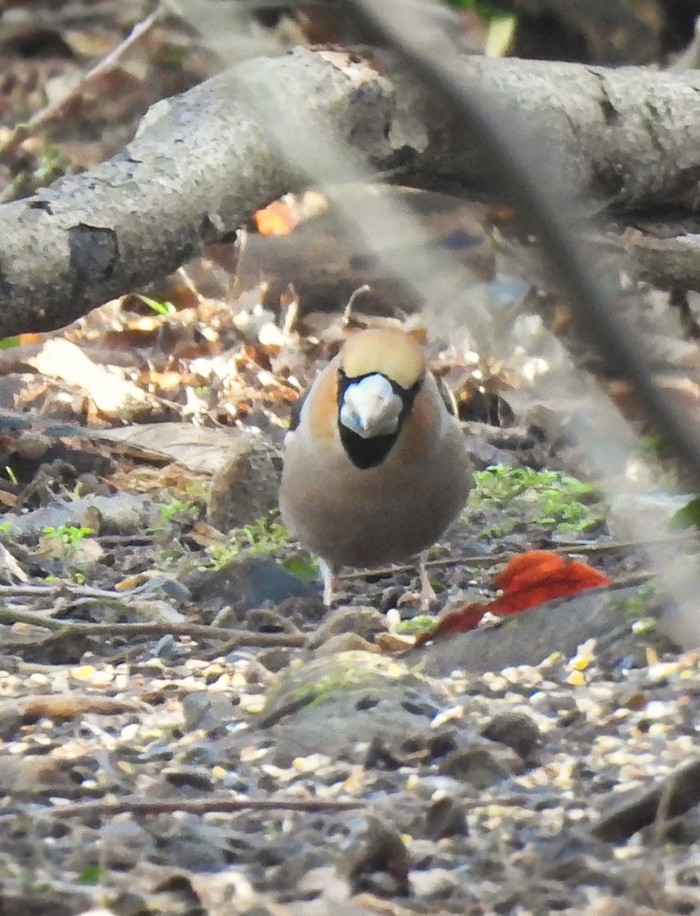 Hawfinch