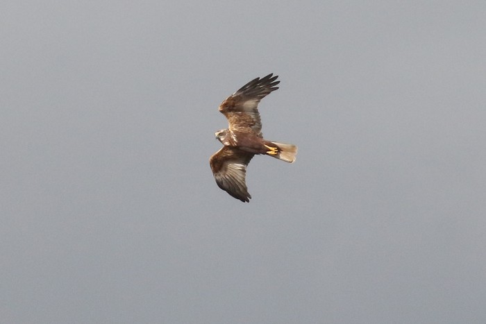 Marsh Harrier