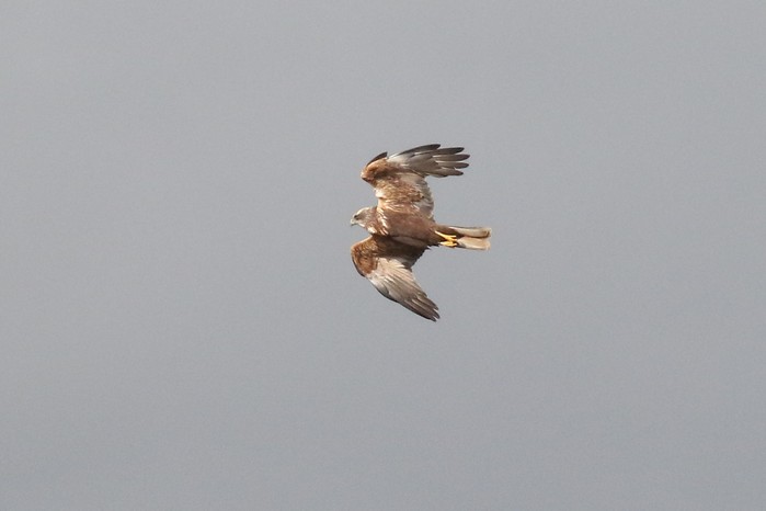 Marsh Harrier