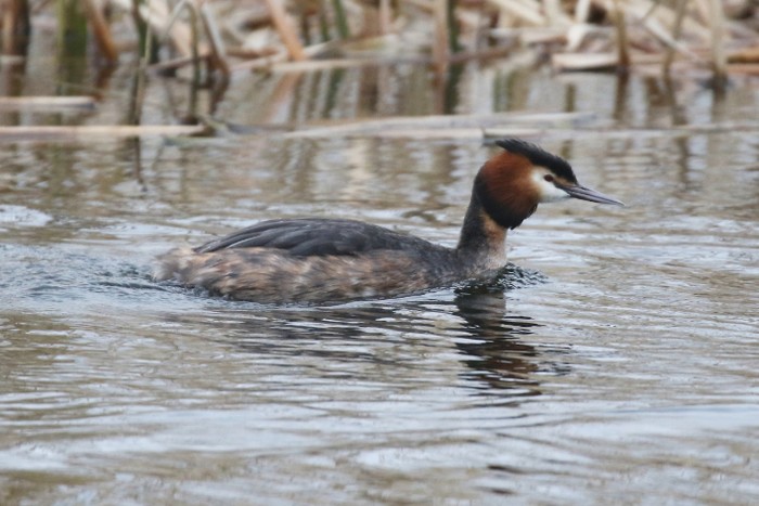 Great Crested Grebe