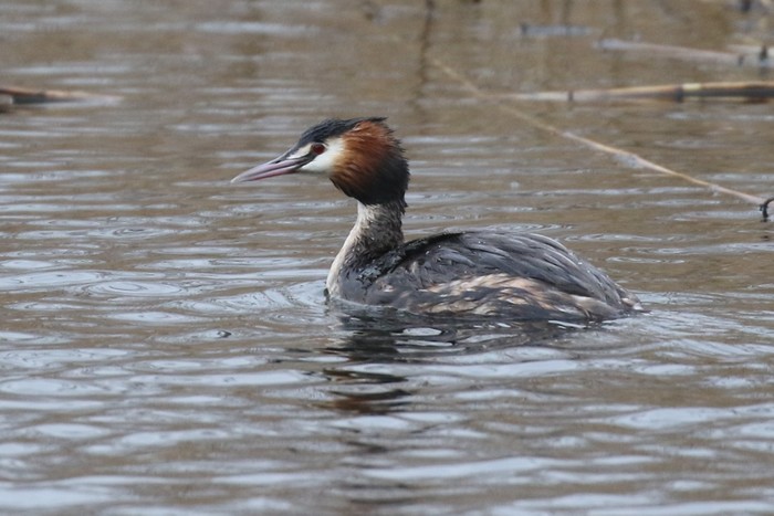 Great Crested Grebe