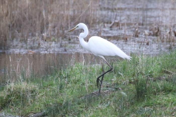 Great White Egret