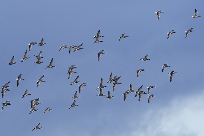 Red-breasted Goose
