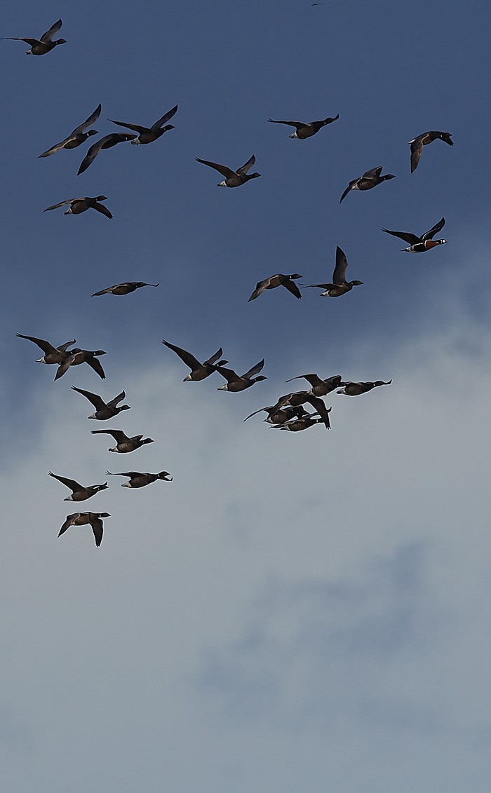 Red-breasted Goose