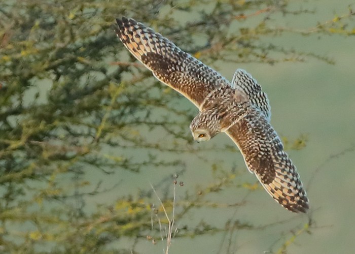 Short-eared Owl