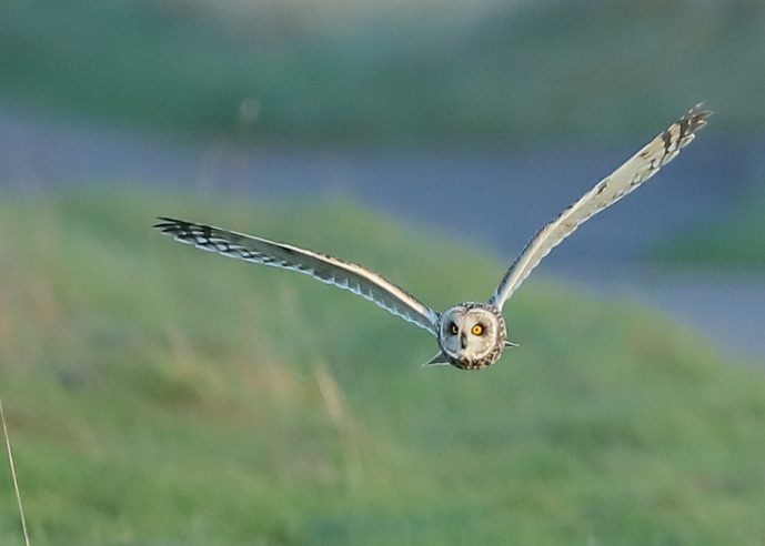 Short-eared Owl