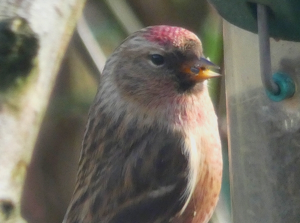 Lesser Redpoll