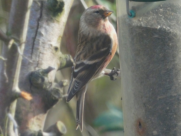Lesser Redpoll
