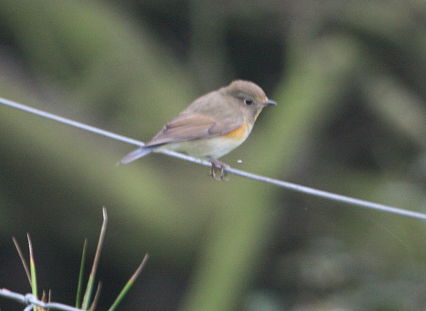 Red-flanked Bluetail