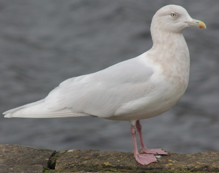 Iceland Gull