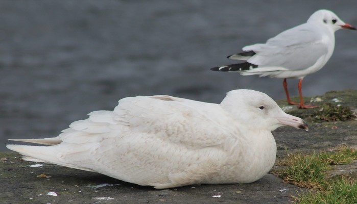 Glaucous Gull