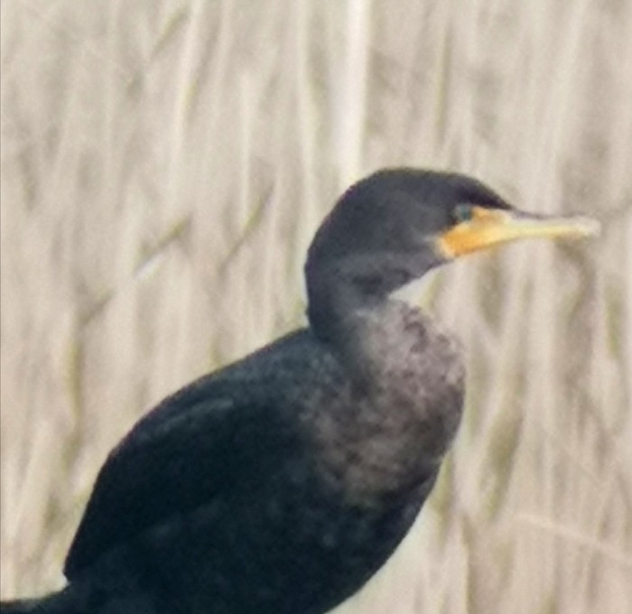 Double-crested Cormorant