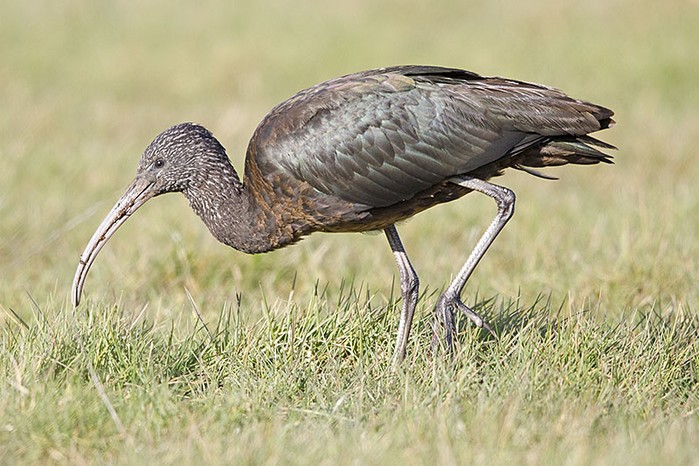 Glossy Ibis