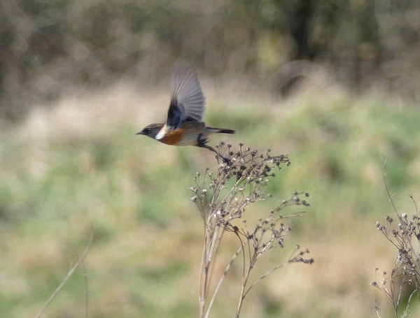 Stonechat