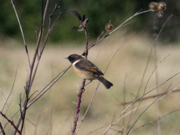 Stonechat