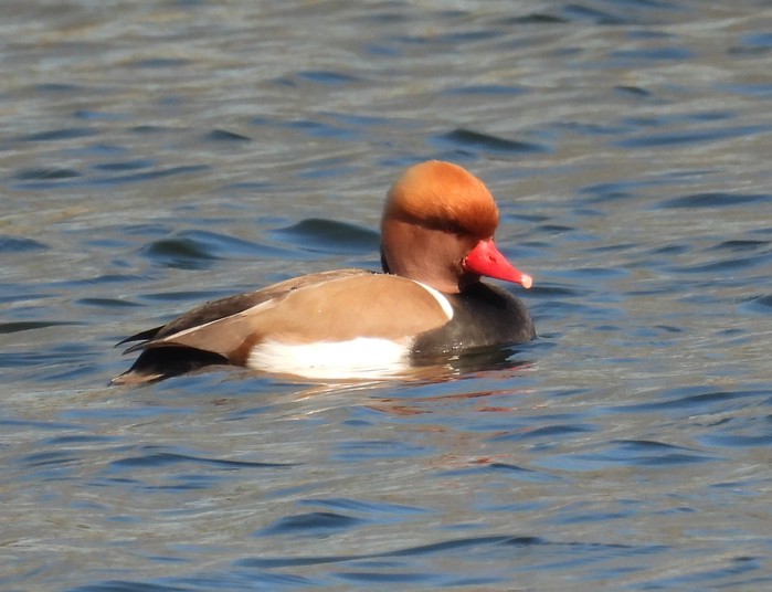 Red-crested Pochard