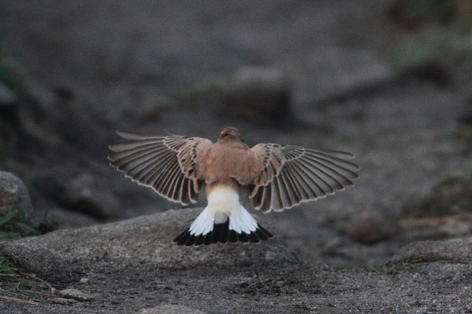Western Black-eared Wheatear
