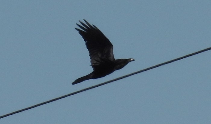 Raven
