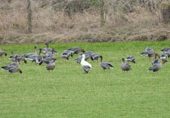 Ross's Goose