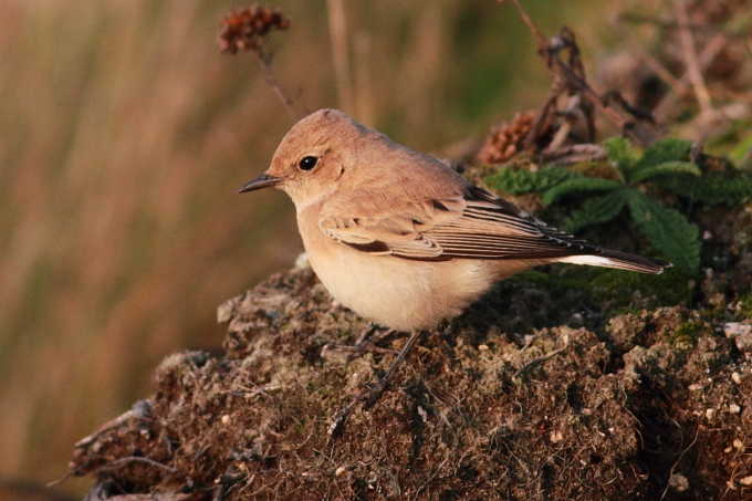 Western Black-eared Wheatear