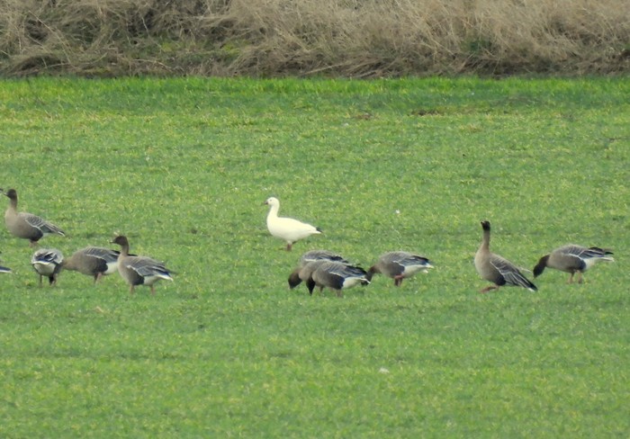 Ross's Goose