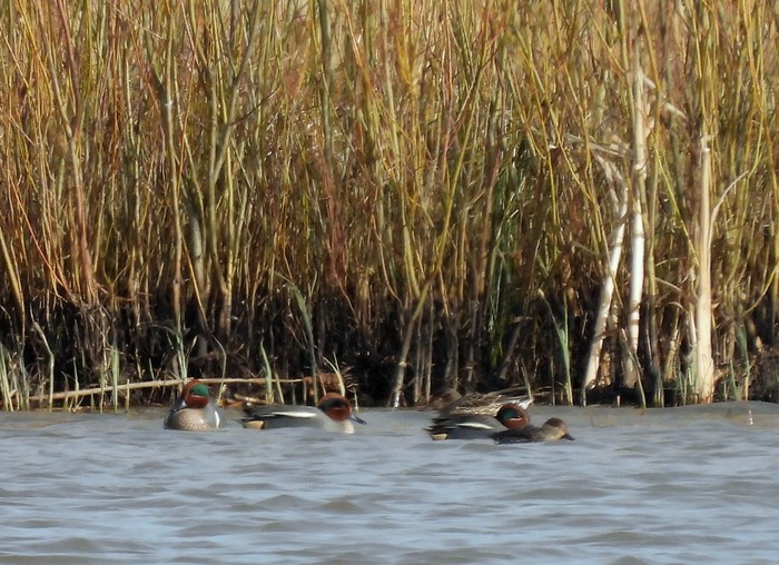 Green-winged Teal