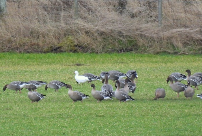 Ross's Goose