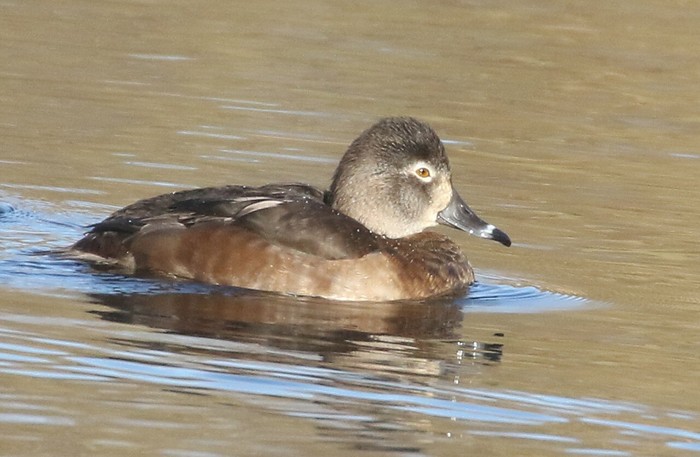 Ring-necked Duck