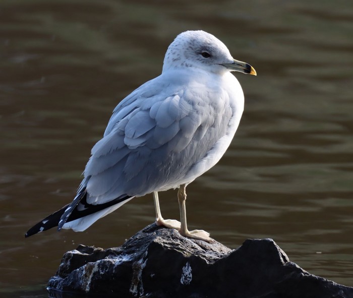 Ring-billed Gull