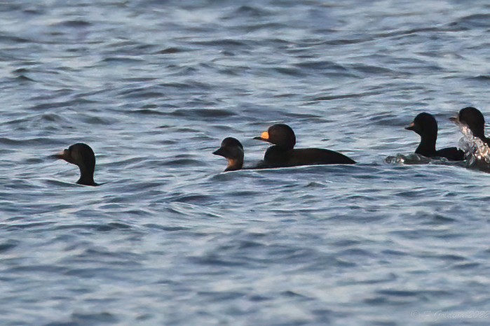 Black Scoter