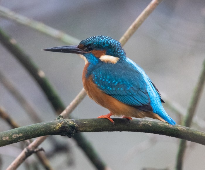 Kingfisher