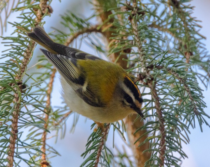 Firecrest
