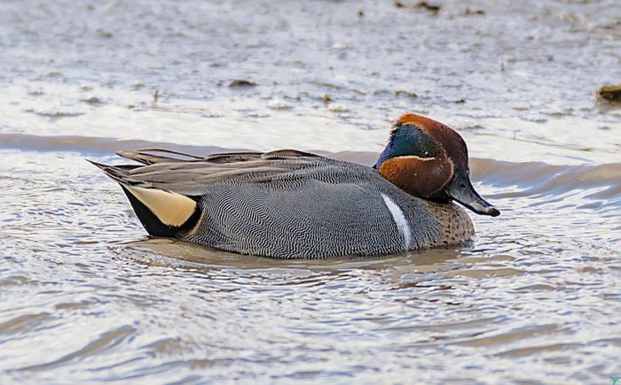 Green-winged Teal