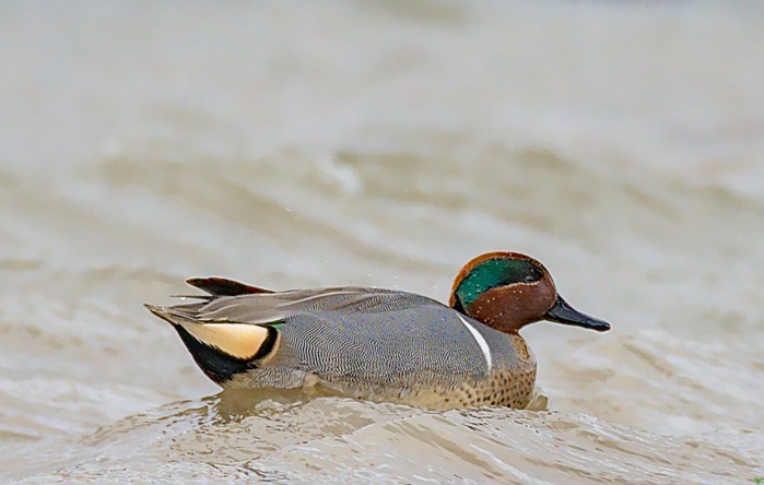 Green-winged Teal