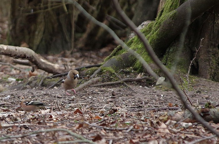 Hawfinch