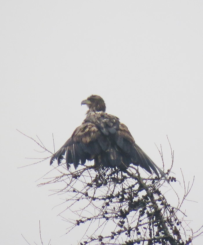 White-tailed Eagle