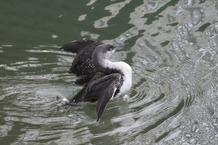 Red-throated Diver