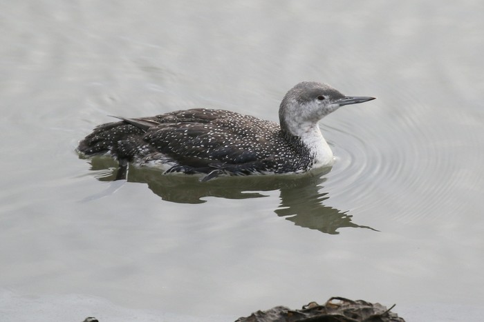 Red-throated Diver
