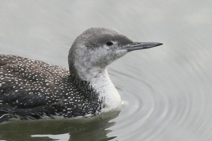 Red-throated Diver