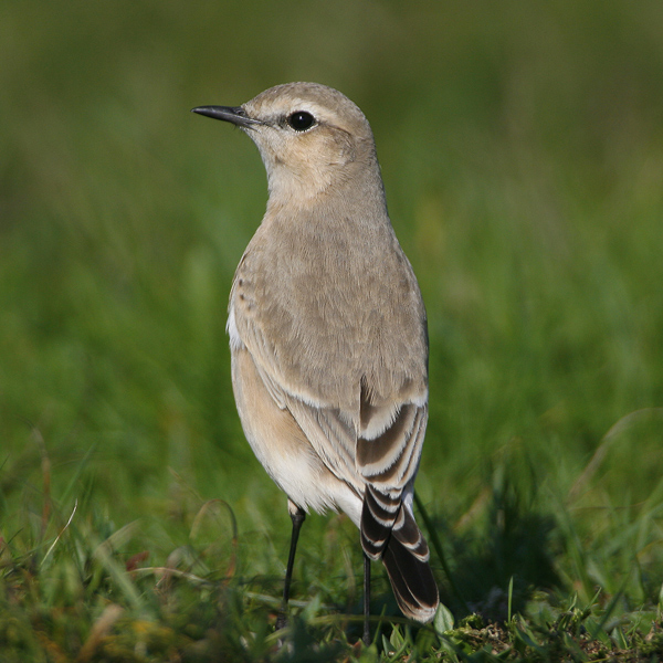 Isabelline Wheatear