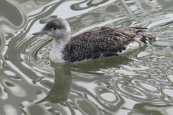 Red-throated Diver